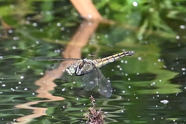Black-tailed Skimmer  - Tomasz Kosut