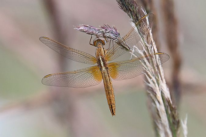 Broad Scarlet  - Tomasz Kosut