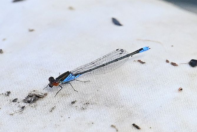 oczobarwnica mniejsza  - Tomasz Kosut