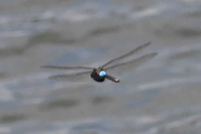 husarz ciemny  - Tomasz Kosut