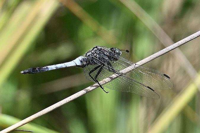 lecicha białoznaczna  - Tomasz Kosut
