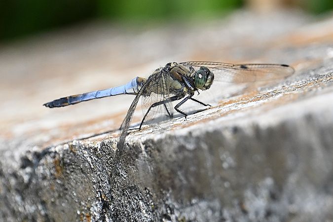 lecicha pospolita  - Tomasz Kosut
