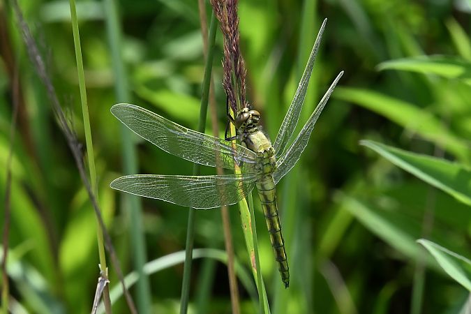 Orthétrum réticulé  - Tomasz Kosut