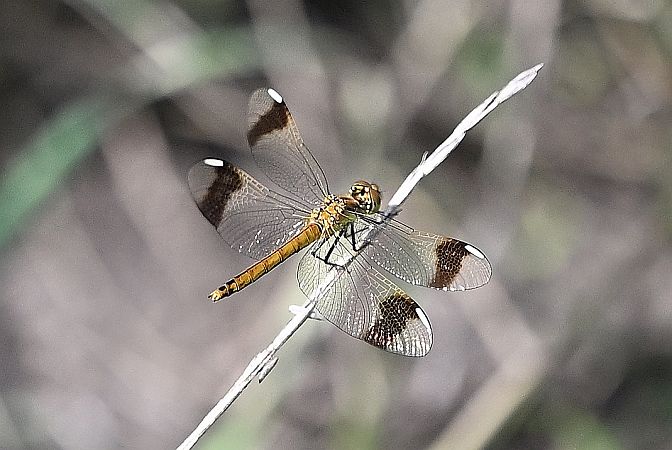 szablak przepasany  - Tomasz Kosut