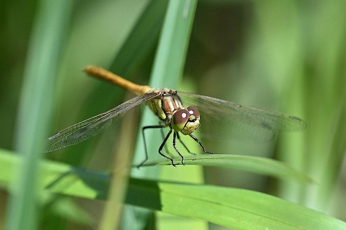 Gemeine Heidelibelle  - Tomasz Kosut