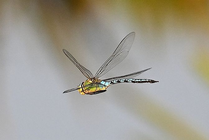 husarz władca  - Tomasz Kosut