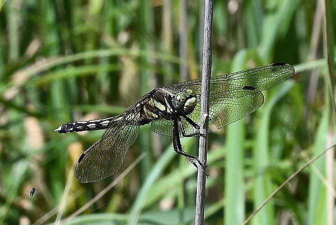 lecicha białoznaczna  - Tomasz Kosut