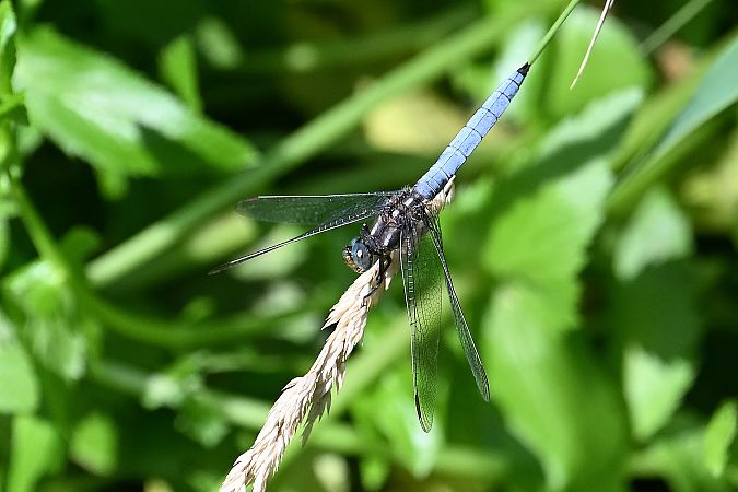 lecicha mała  - Tomasz Kosut