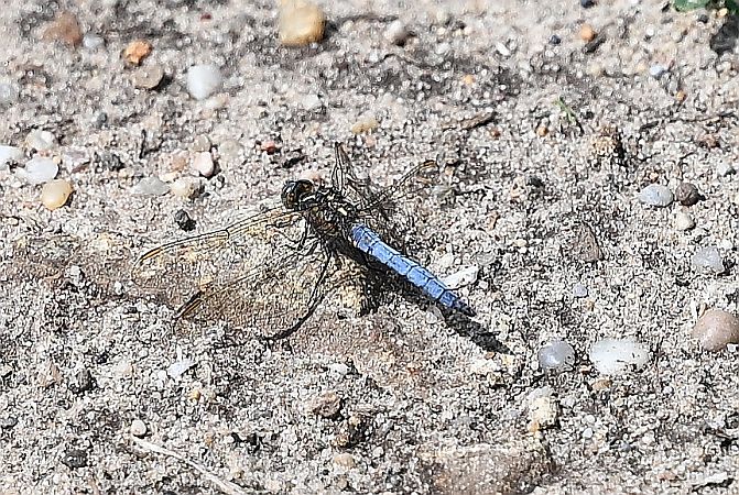 lecicha mała  - Tomasz Kosut