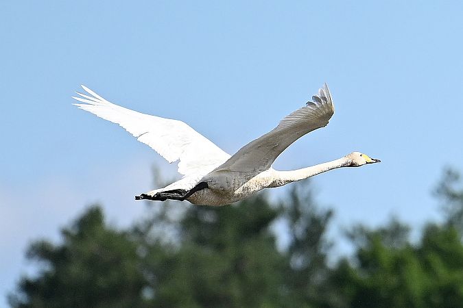 Singschwan  - Tomasz Kosut