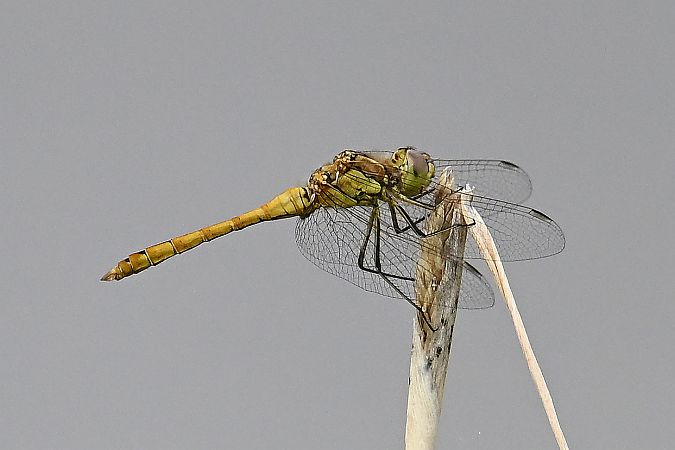 Moustached Darter  - Tomasz Kosut