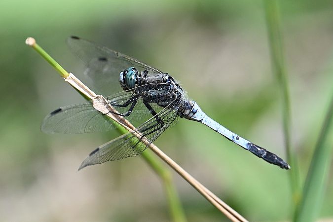 lecicha białoznaczna  - Tomasz Kosut