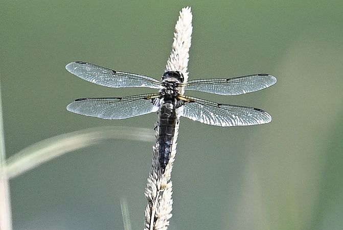 ważka czteroplama  - Tomasz Kosut