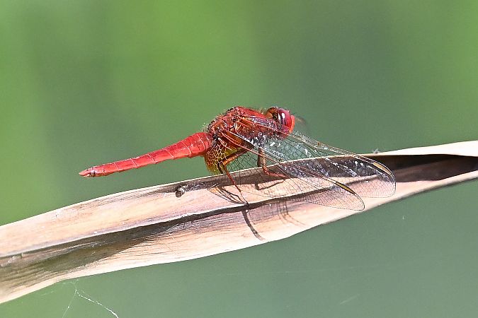 Broad Scarlet  - Tomasz Kosut