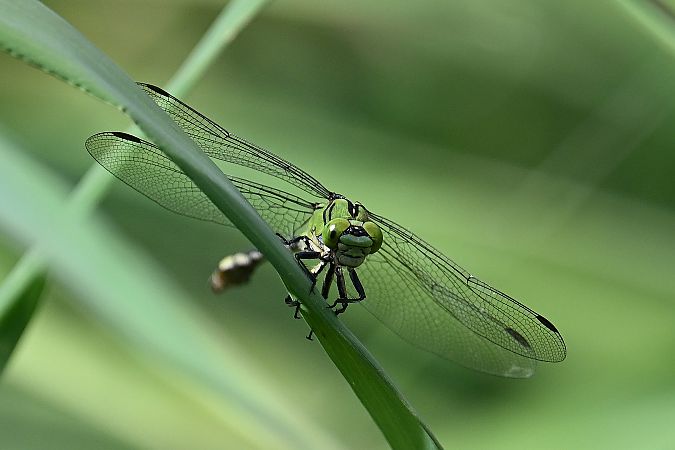 Green Snaketail  - Tomasz Kosut