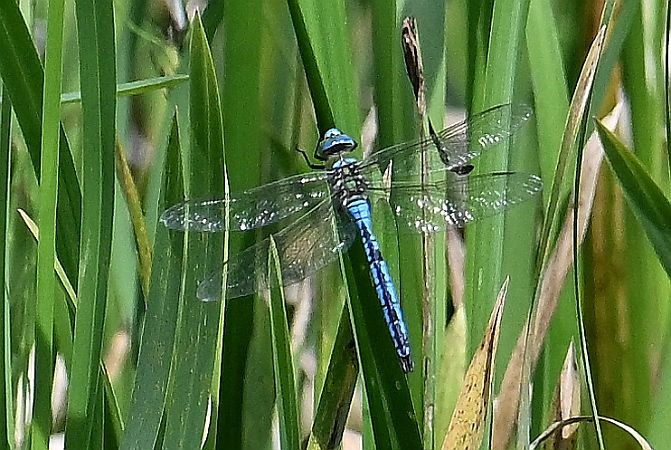 Blue Emperor  - Tomasz Kosut