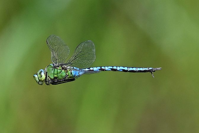 Blue Emperor  - Tomasz Kosut