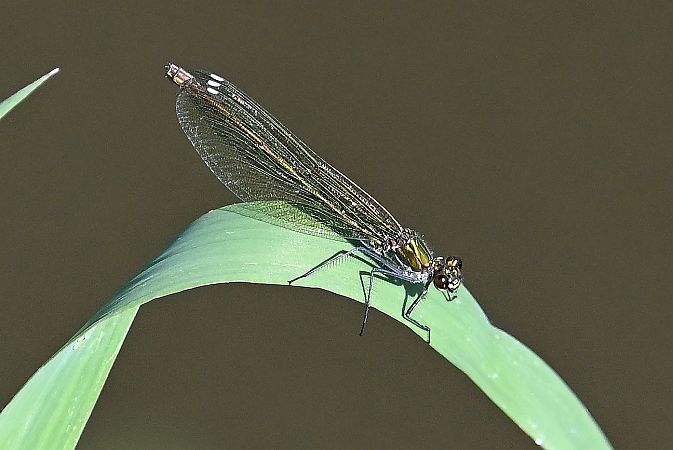 Banded Demoiselle  - Tomasz Kosut