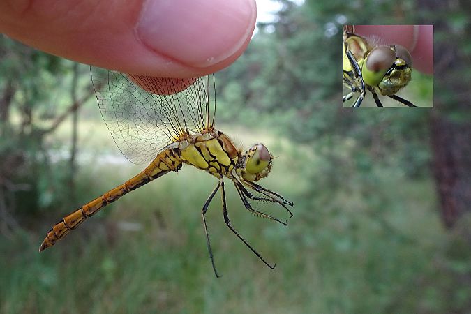 Gemeine Heidelibelle  - Tomasz Kosut