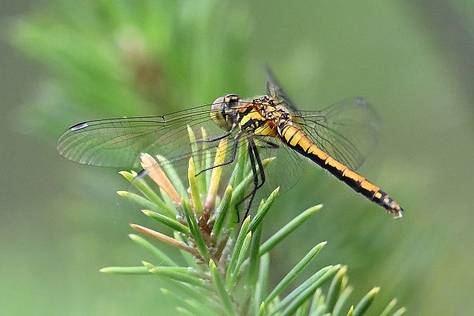 Schwarze Heidelibelle  - Tomasz Kosut