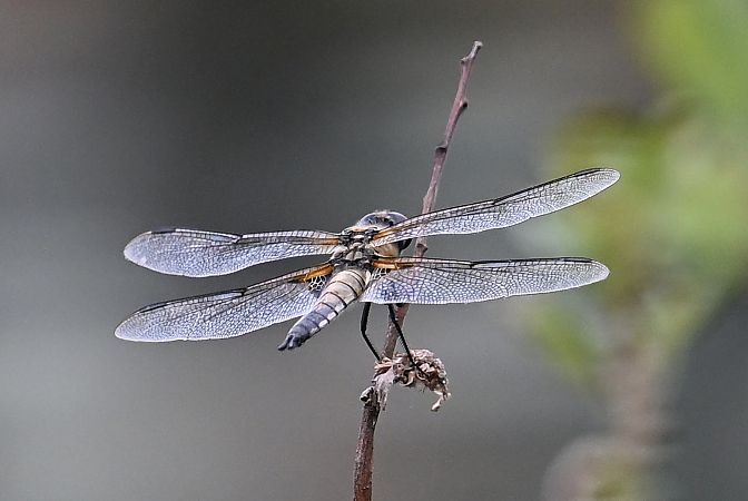 Vierfleck  - Tomasz Kosut