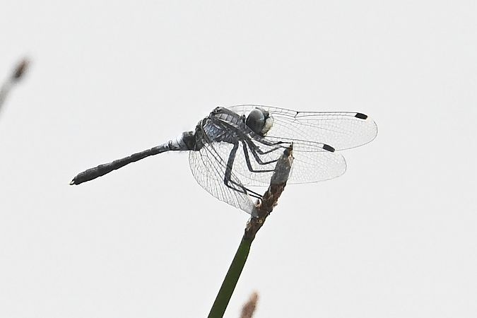 Östliche Moosjungfer  - Tomasz Kosut