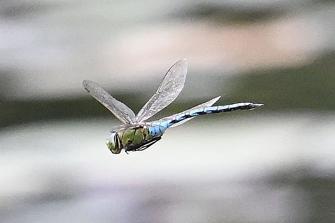 husarz władca  - Tomasz Kosut
