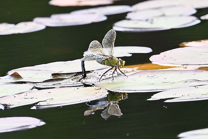 Anax empereur  - Tomasz Kosut