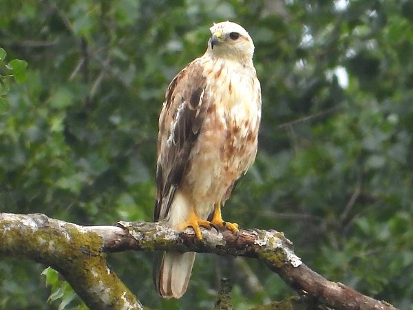 Long-legged Buzzard 