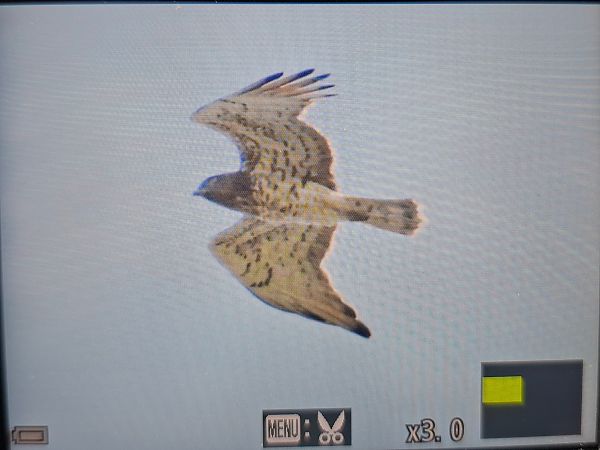 Short-toed Snake Eagle 