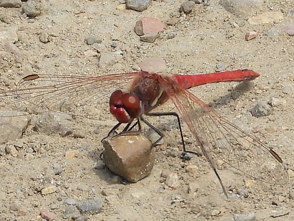 szablak wędrowny  - Paweł Ratajczak