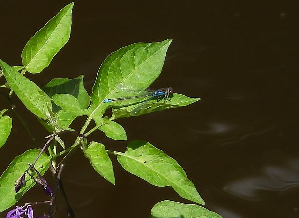 oczobarwnica mniejsza  - Paweł Ratajczak