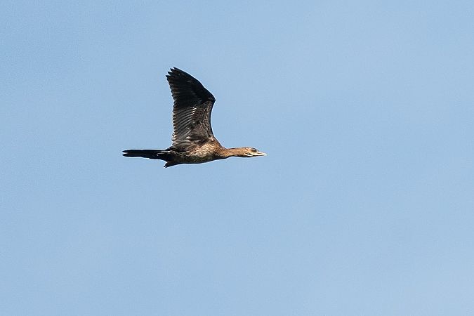 Pygmy Cormorant  - Grzegorz Błachuta