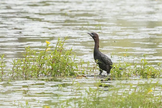 Cormoran pygmée  - Grzegorz Błachuta