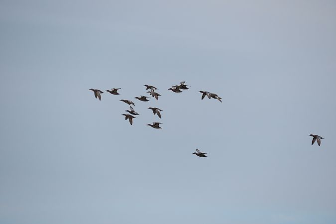 Garganey  - Zenon Niziołek