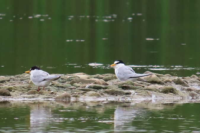 Little Tern  - Zenon Niziołek