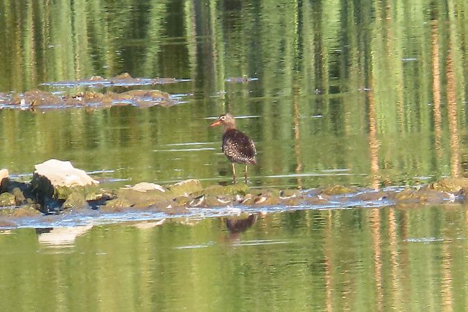 brodziec śniady  - Zenon Niziołek