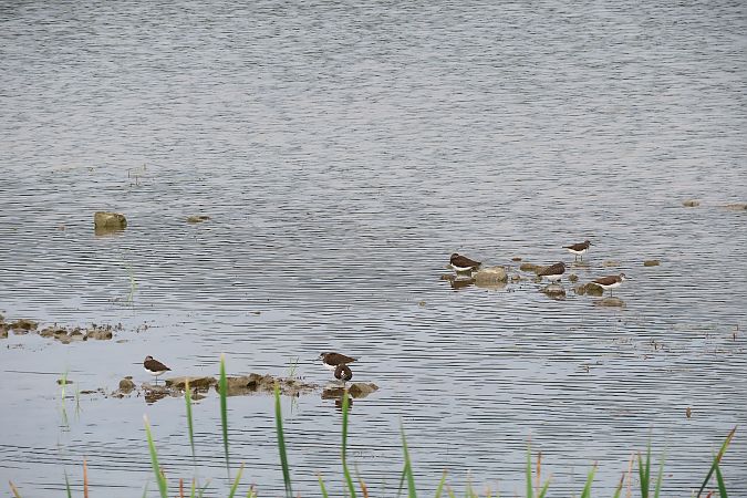 Green Sandpiper  - Zenon Niziołek