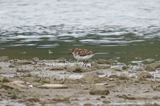 Little Stint  - Zenon Niziołek