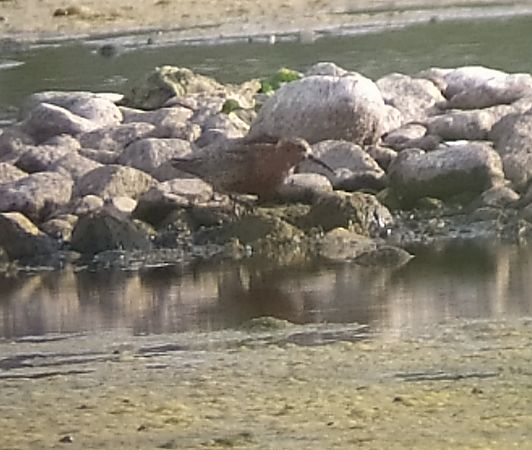 Curlew Sandpiper  - Łukasz Matyjasiak
