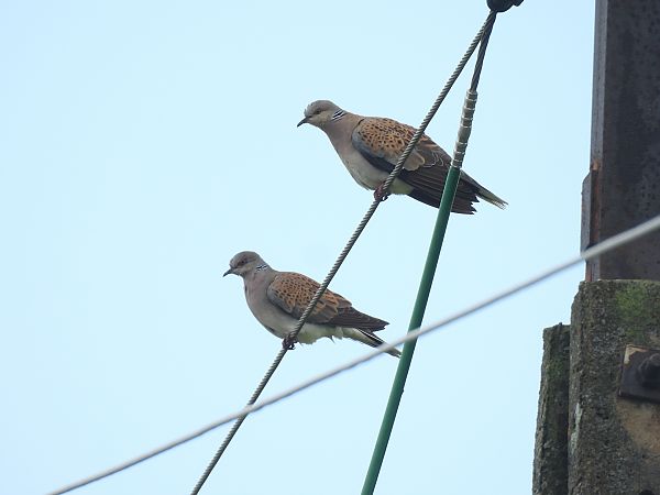 European Turtle Dove  - Marek Bebłot