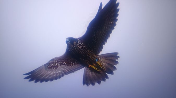 Peregrine Falcon  - Piotr Janowicz