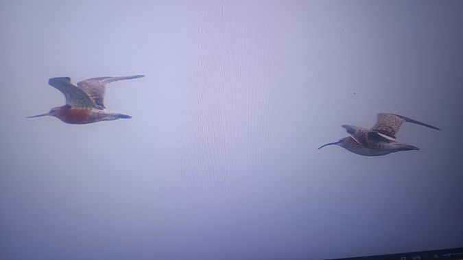Eurasian Whimbrel  - Piotr Janowicz