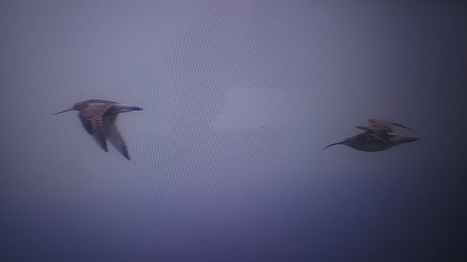 Bar-tailed Godwit  - Piotr Janowicz