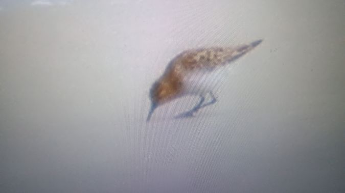 Bécasseau sanderling  - Piotr Janowicz