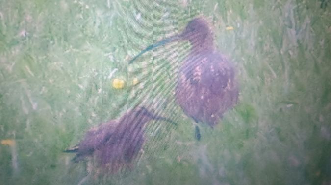 Eurasian Whimbrel  - Piotr Janowicz