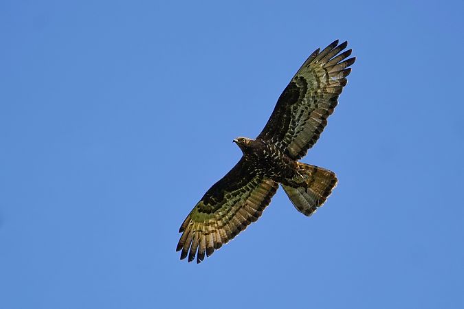 European Honey Buzzard 