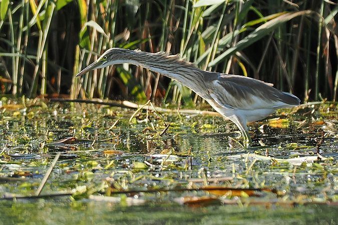 Squacco Heron  - Artur Mikrut