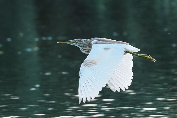 czapla modronosa  - Artur Mikrut