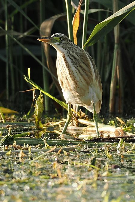 czapla modronosa  - Artur Mikrut